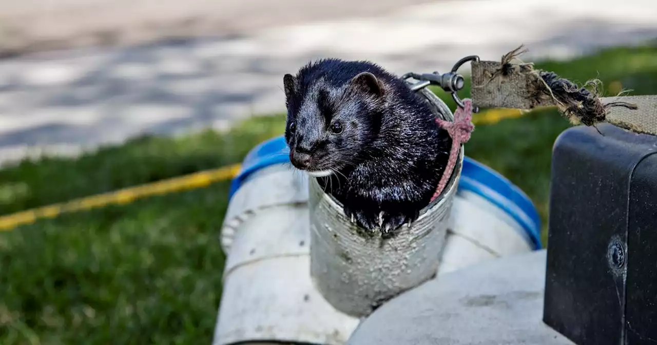 Utah-based ‘Mink Man’ makes YouTube stars out of most ‘horrible animal alive’