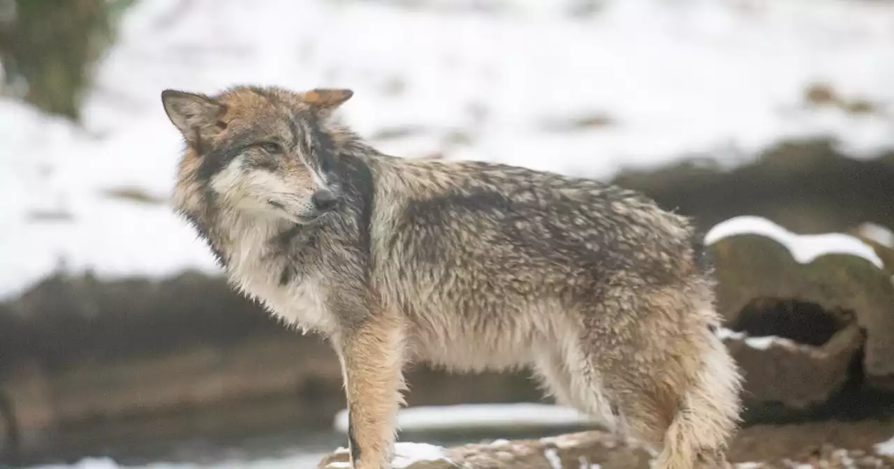 Wolf secured by Cleveland Metroparks Zoo staff after briefly escaping habitat Monday morning, officials say