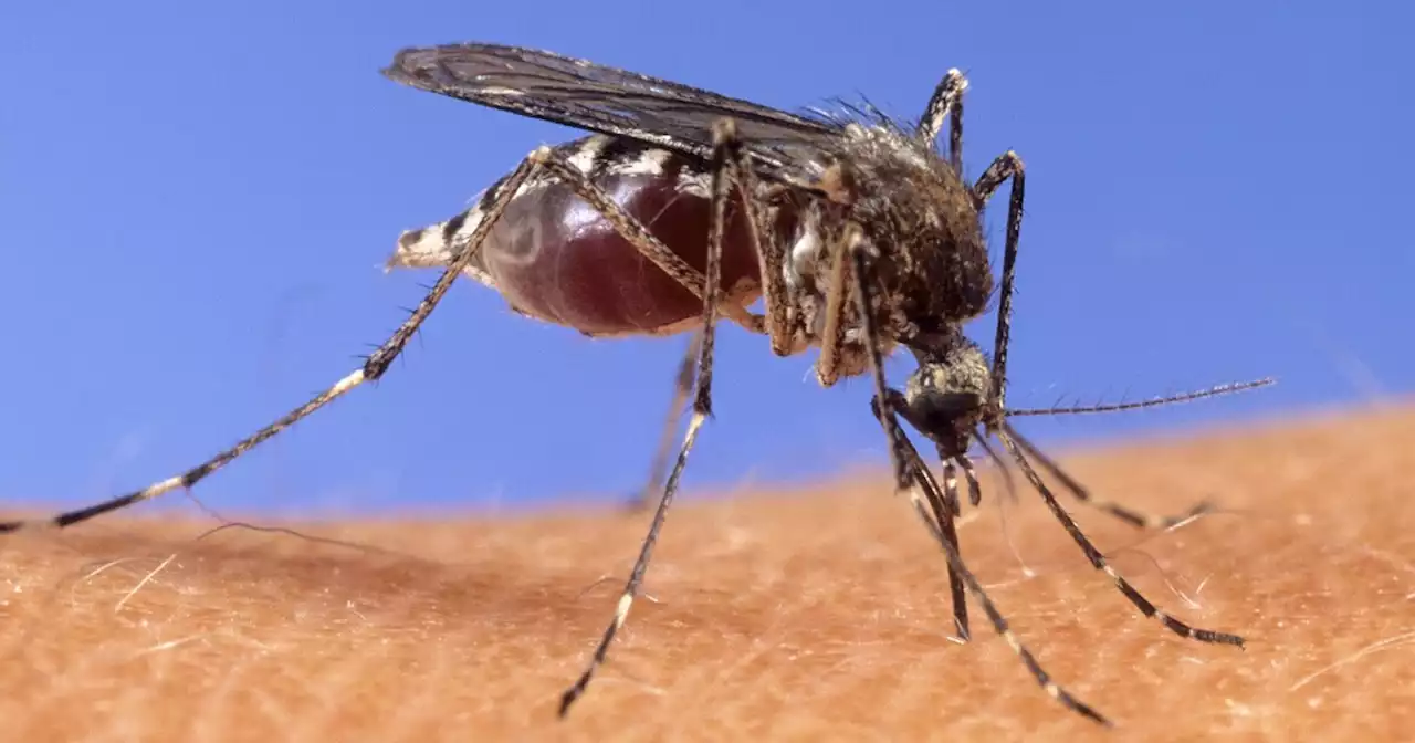 West Nile cases reported across the US