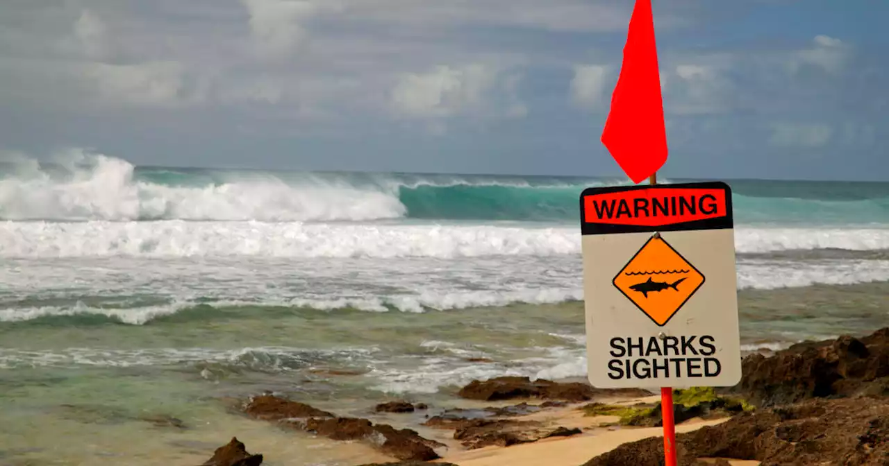 Woman suffers 'serious bite' after apparent shark attack on Maui's north shore