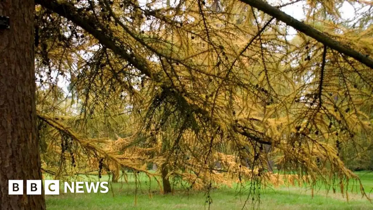 Peak District visitor route to close for diseased tree felling