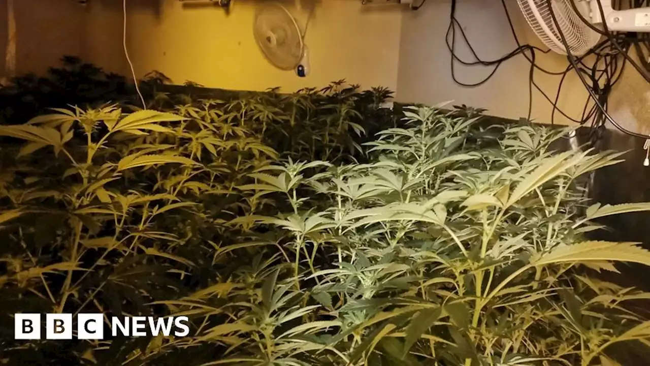 Suspected cannabis grow found in Littleover police raid