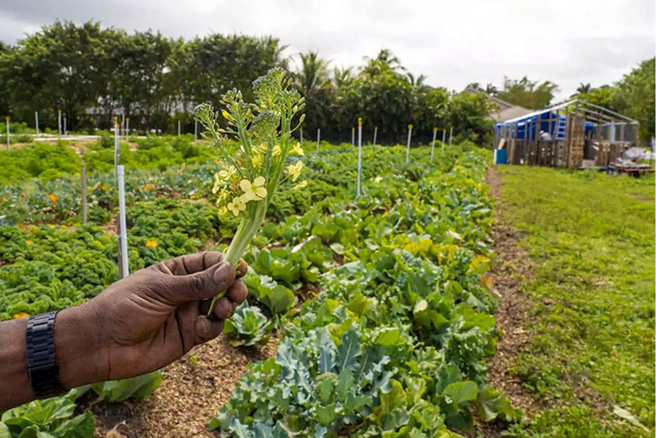 Billions Directed To Food & Agriculture Is The 'Largest Since The Dust Bowl Of The 1930s'