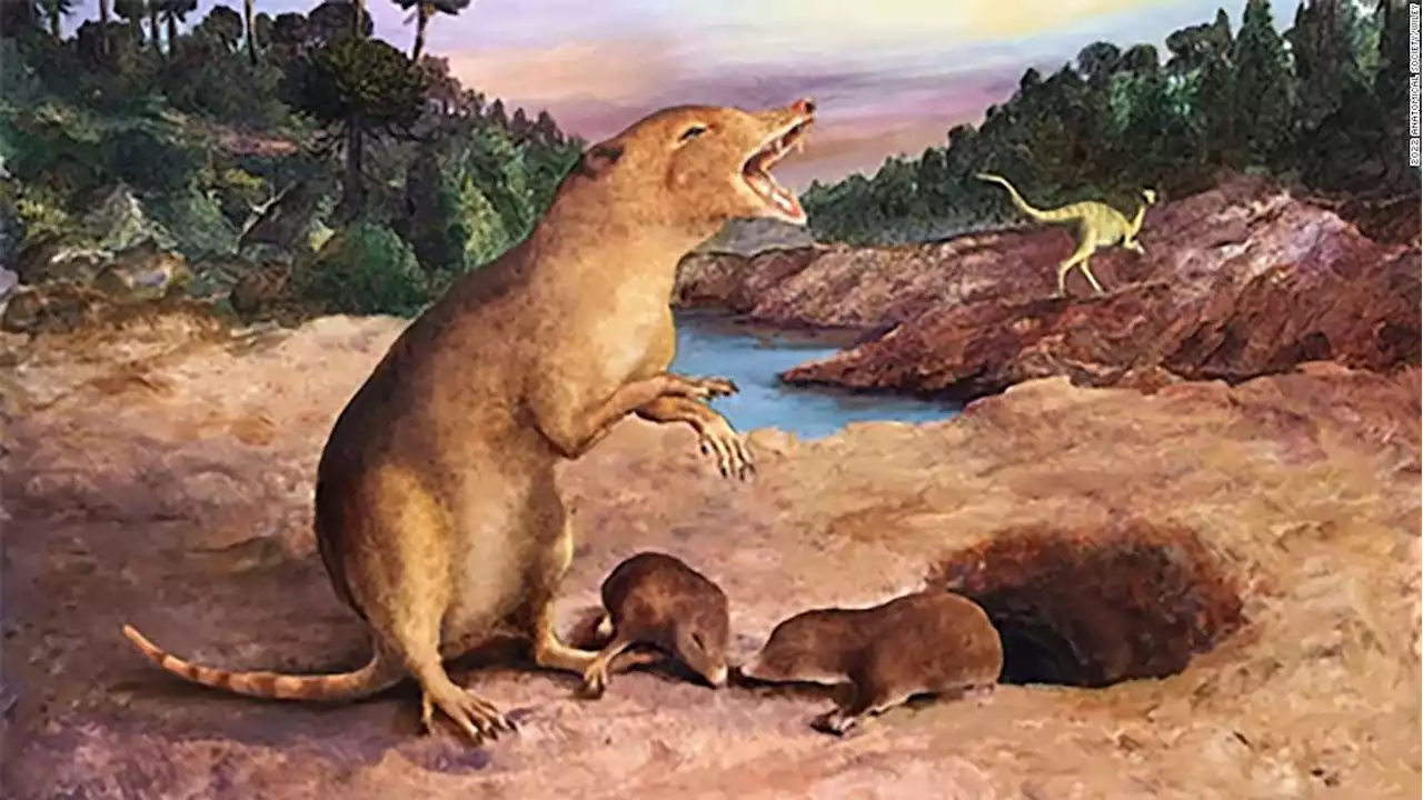 A 225 million-year-old mammal is the oldest ever identified