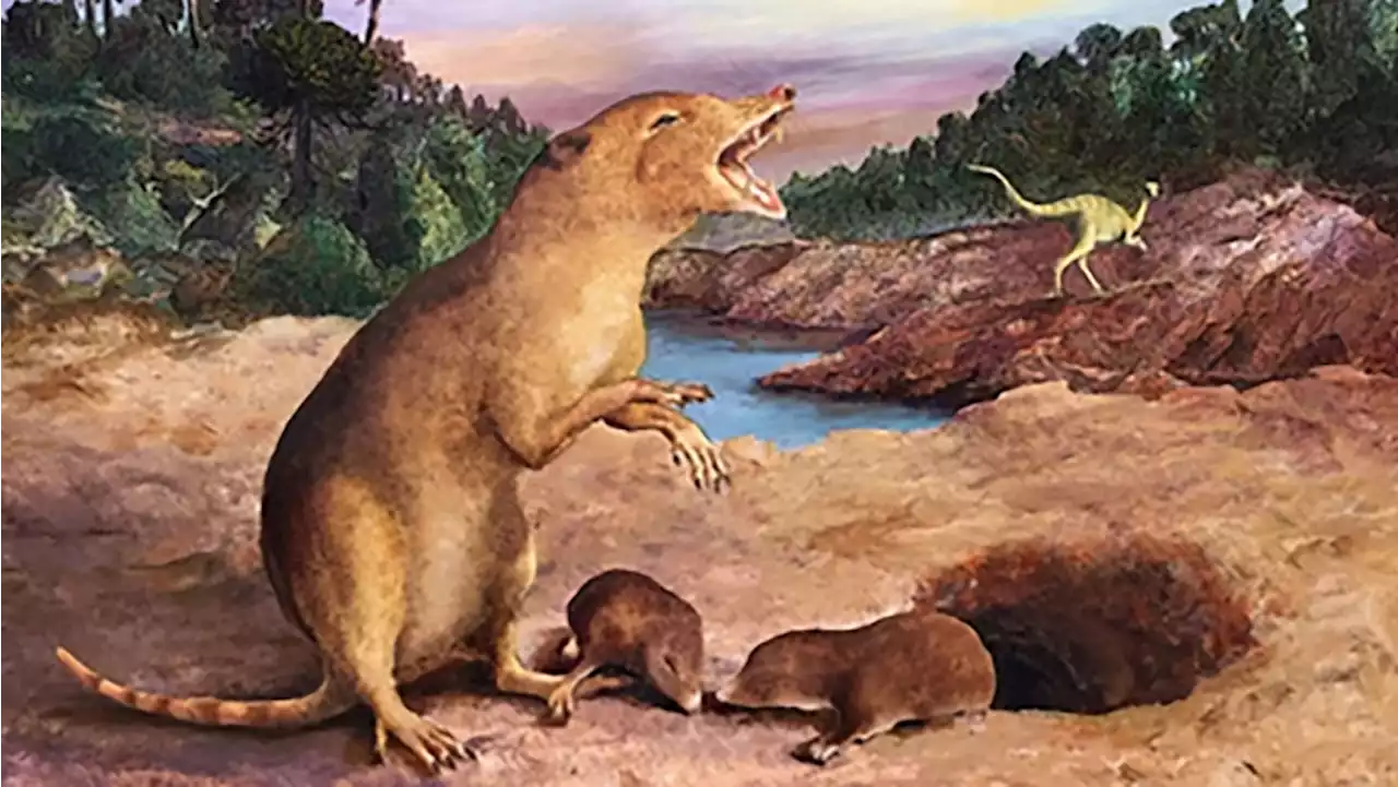 A shrew-like creature that lived 225 million years ago is the oldest mammal ever identified