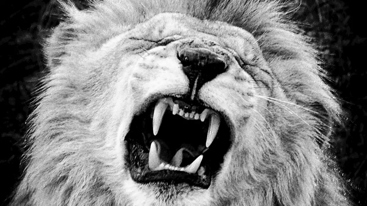 ANALYSIS Claws out — catfight looms on lion breeder exit strategy