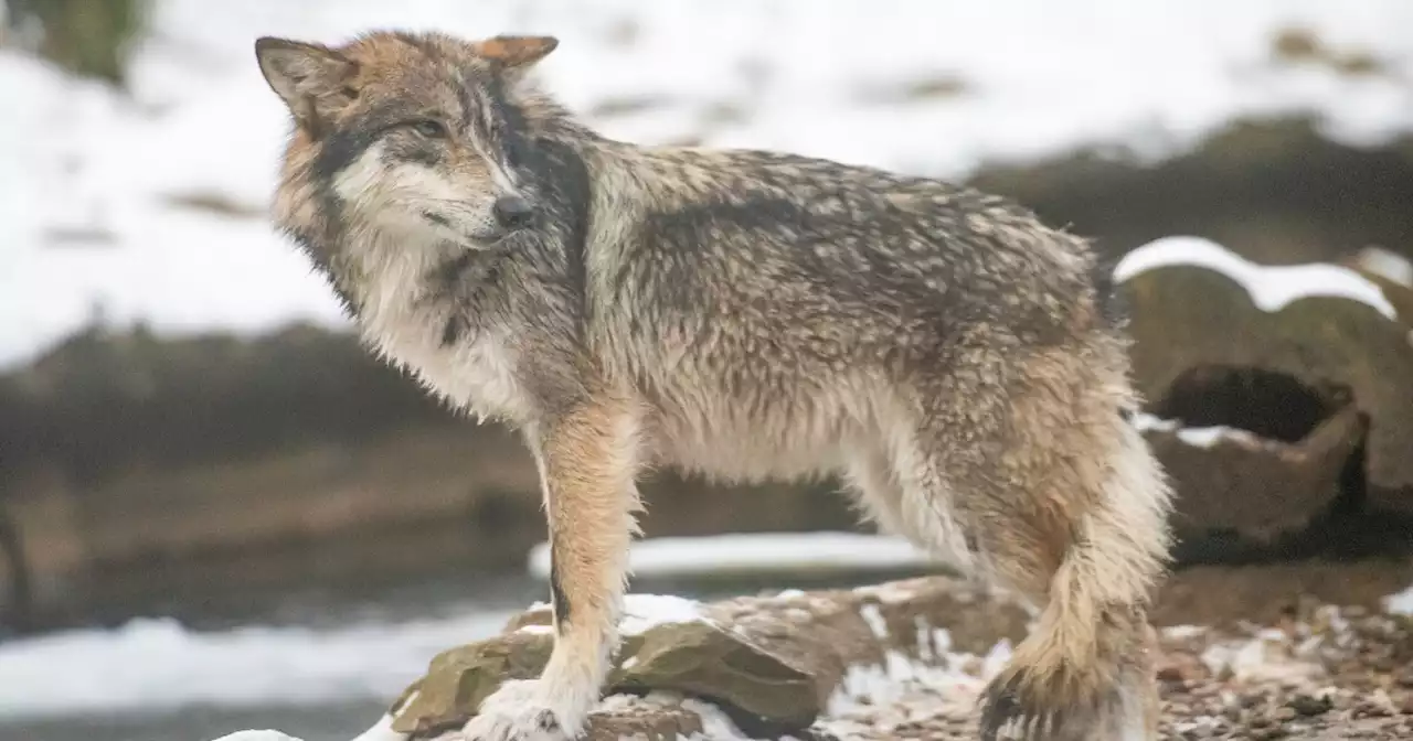 Wolf recaptured after escaping Cleveland Zoo habitat