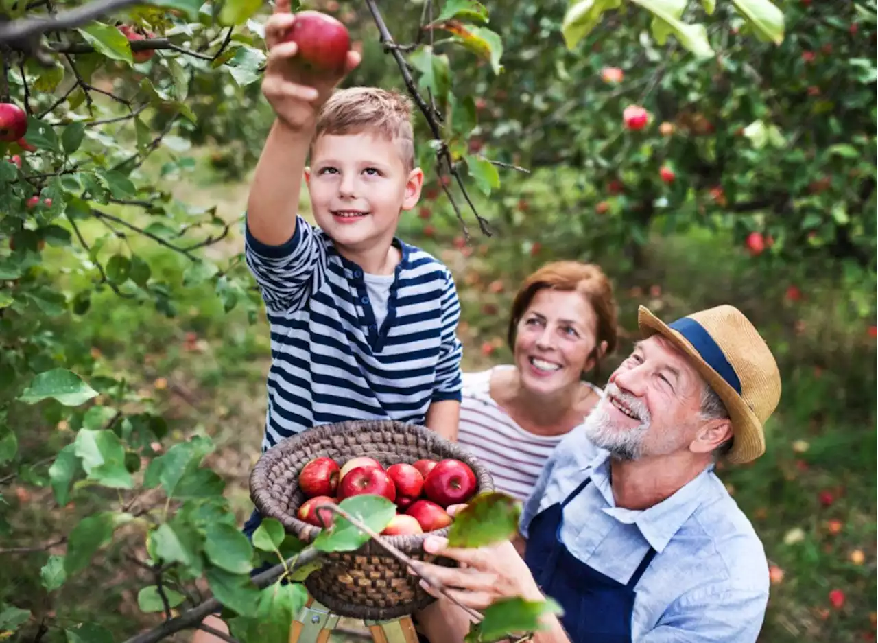 3 Ways Heat Will Affect Apple Picking Season This Fall, Warn Farmers — Eat This Not That