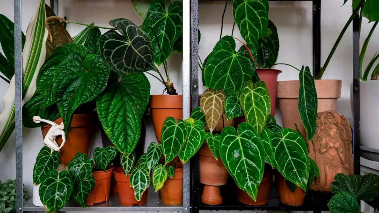 Survey: Nearly half of Americans admit talking to their plants, and it might make them happier