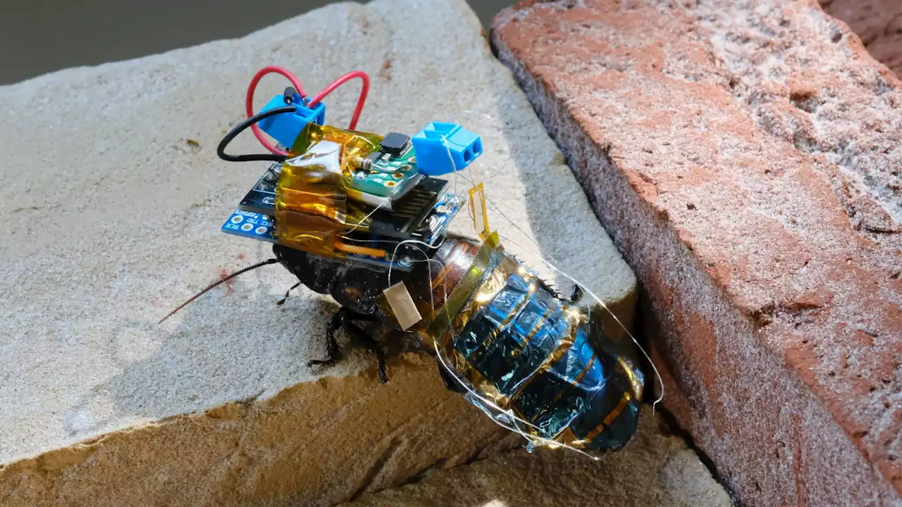 A superhero cyborg cockroach could help in rescue operations- here's how