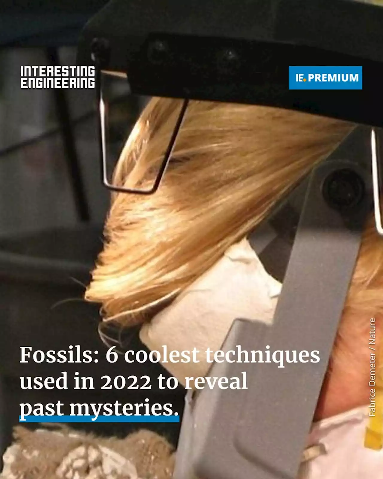 Fossils: 6 coolest techniques used in 2022 to reveal past mysteries