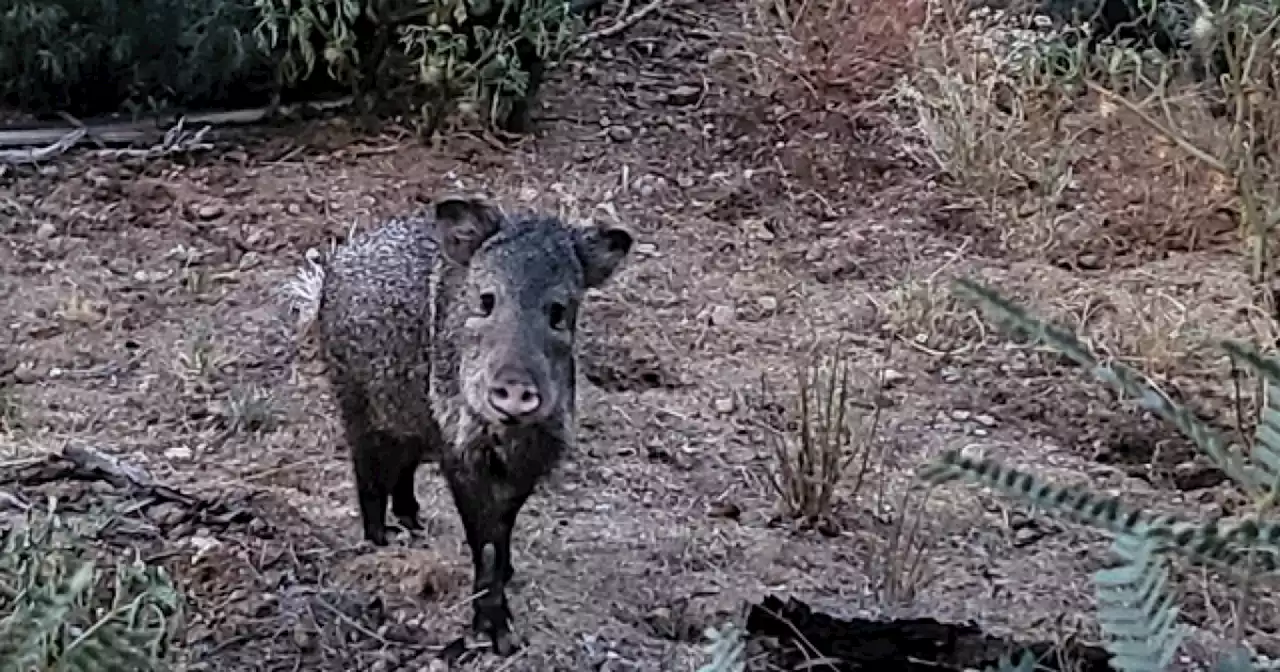 11-year-old girl and one adult attacked by javelina while walking dogs in separate incidents