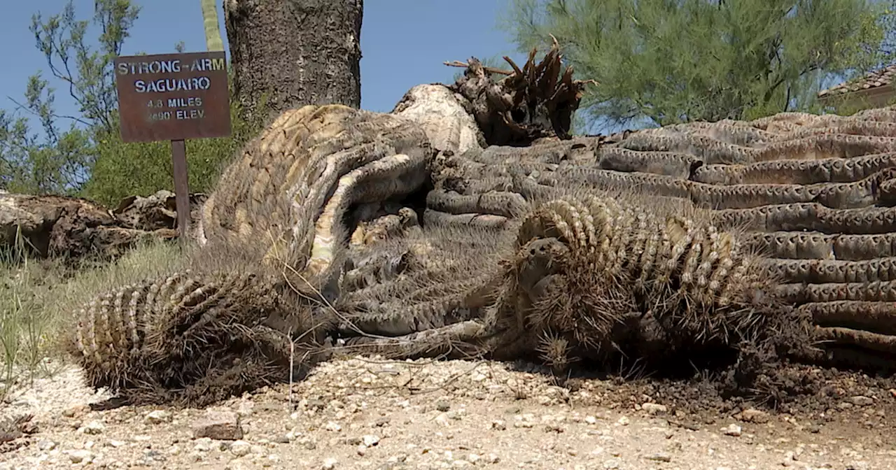 Remembering 'Strong-Arm': Marana's 200-year-old Saguaro has fallen