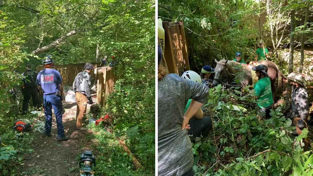 Firefighters rescue fallen horse near Snoqualmie Ridge