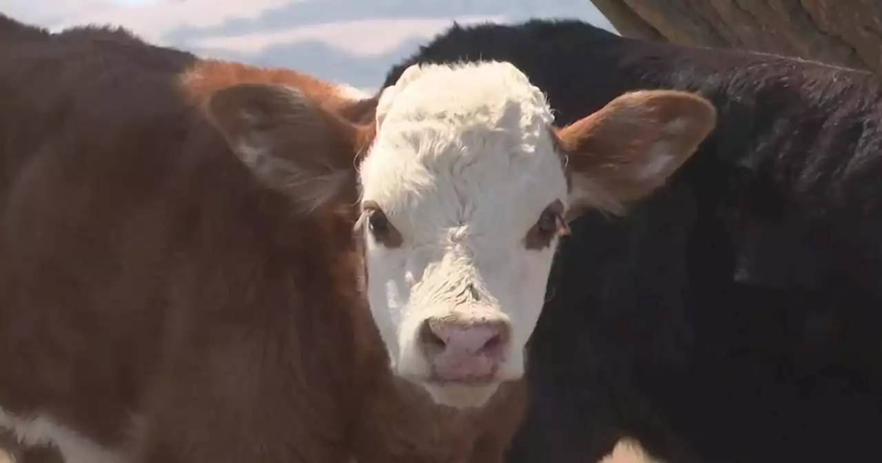 Cattle ranchers rise early during heat wave to make sure the herd has plenty of water, shade