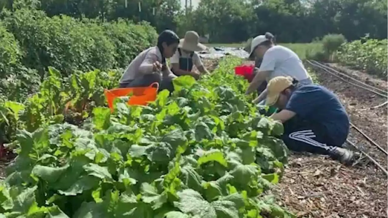 East Side community farm helping groups grow their own vegetables