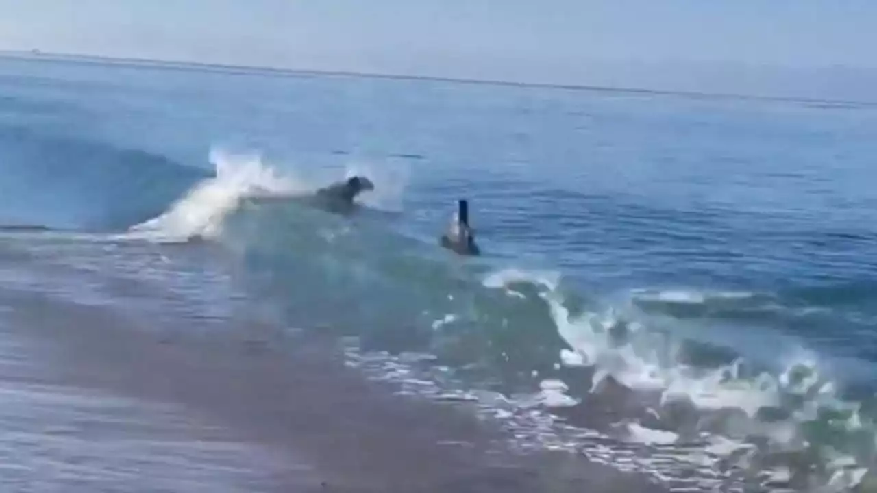 Rare duo: Seal and dog play fetch on Santa Cruz beach