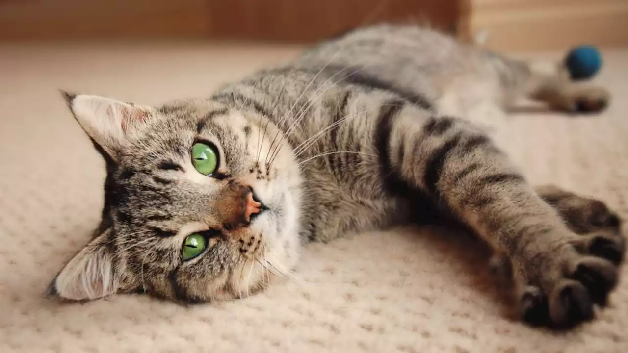 Cats: The strange and fascinating history of our feline friends