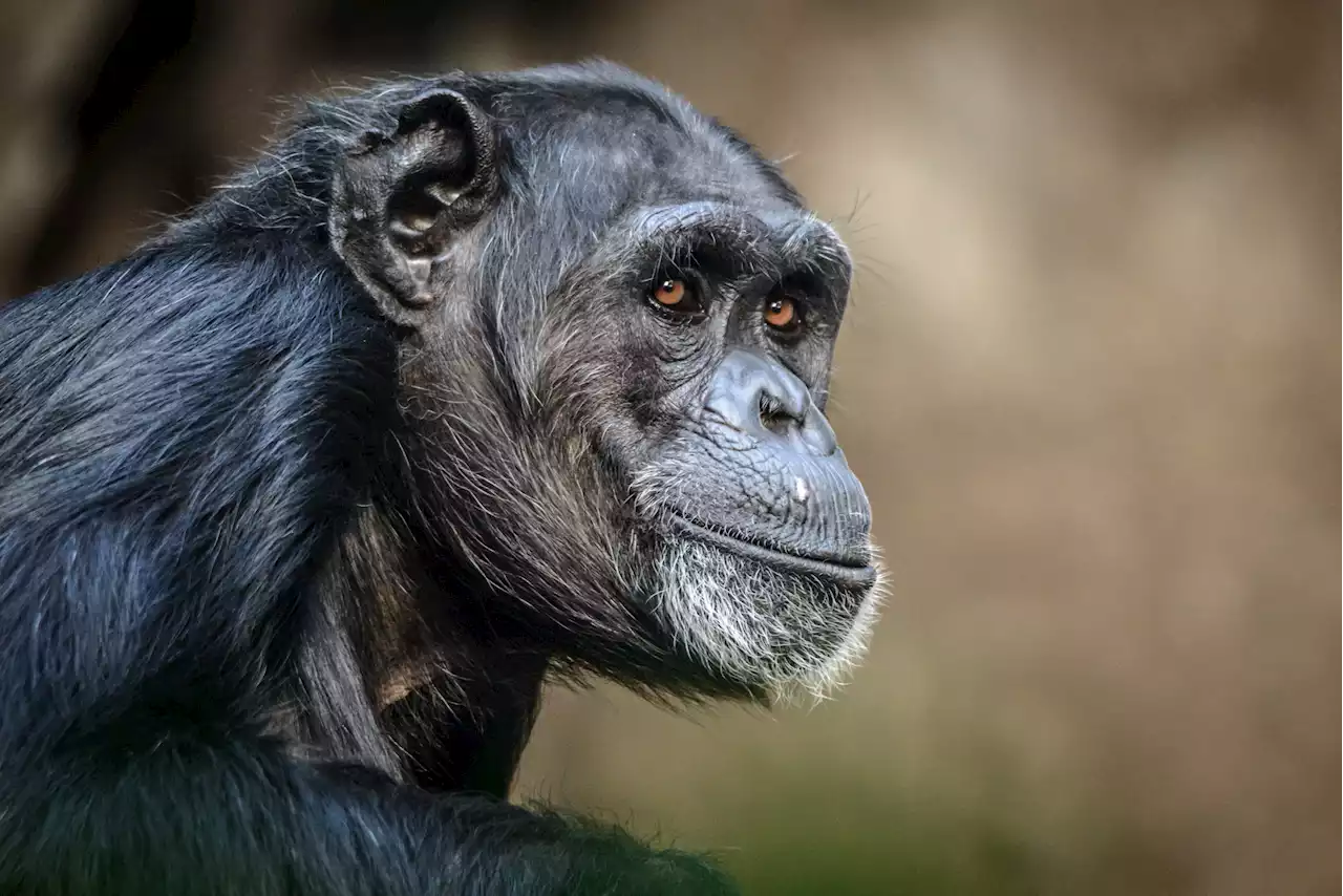 Chimpanzee escapes zoo, returns via bicycle wearing rain coat—Videos