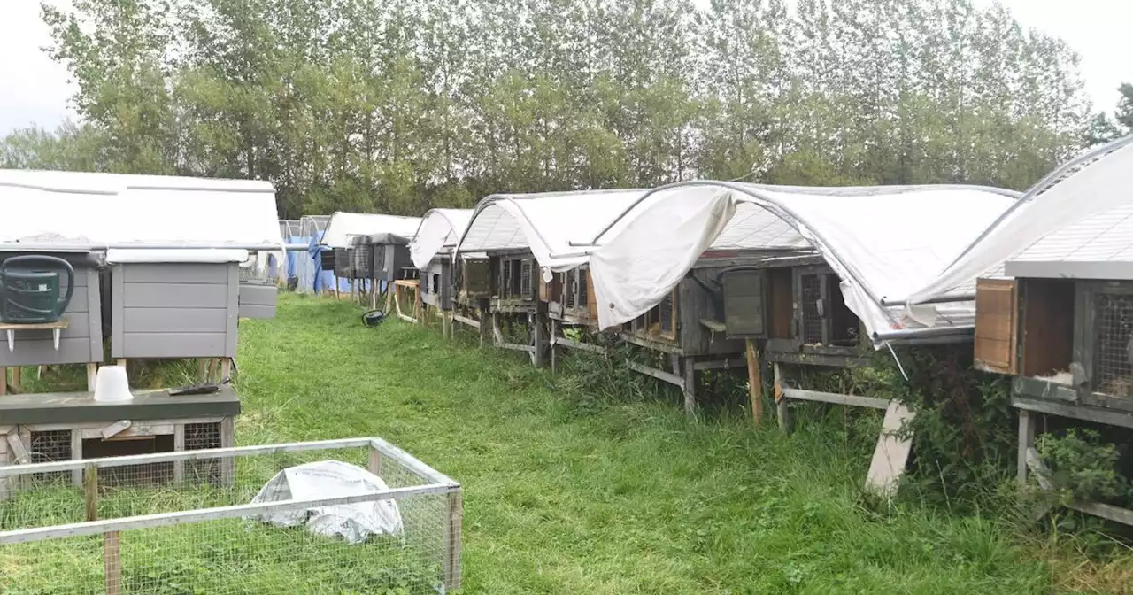 Man forced to close rabbit farm could set up alpaca breeding site