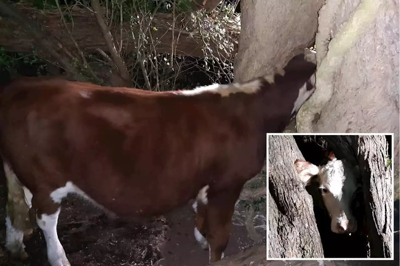 Firefighters rescue cow with head stuck in tree