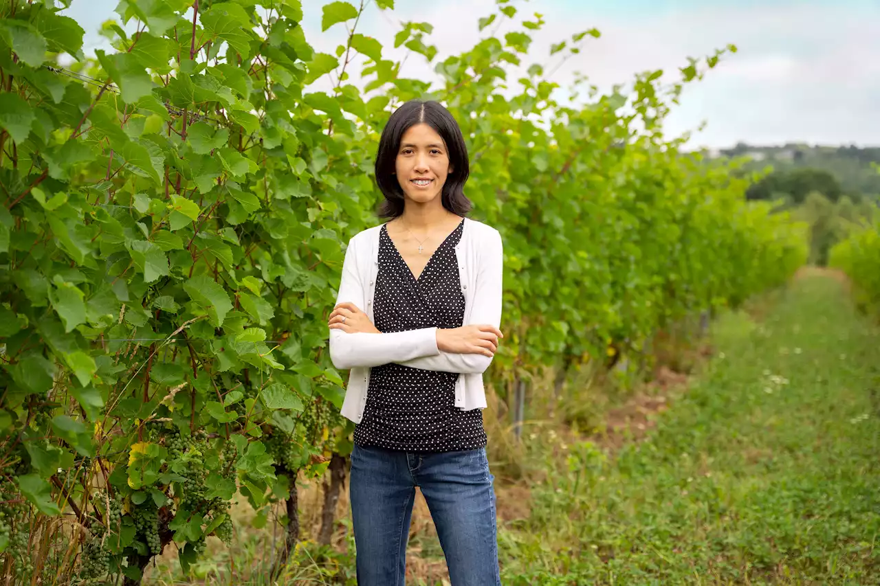 Saint Mary’s University professor shows how chemistry can help Nova Scotia vineyards | SaltWire