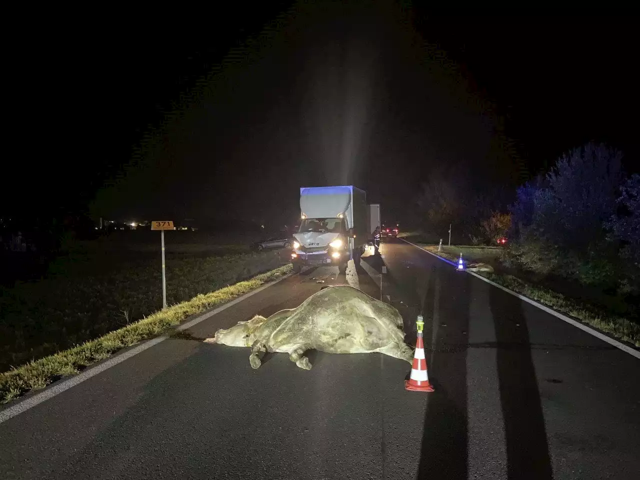 Kuh und Kalb sterben bei Kollision - Schweizer Bauer