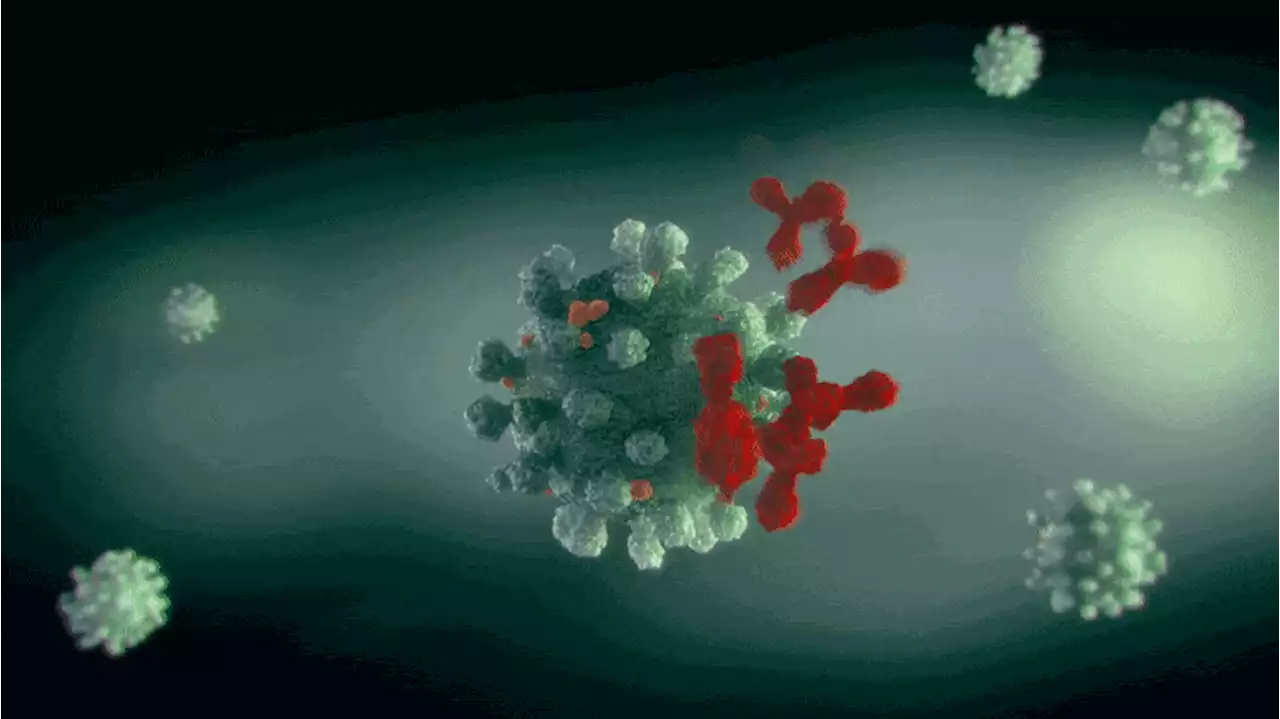 Powerful New Antibody Neutralizes All Known COVID Variants