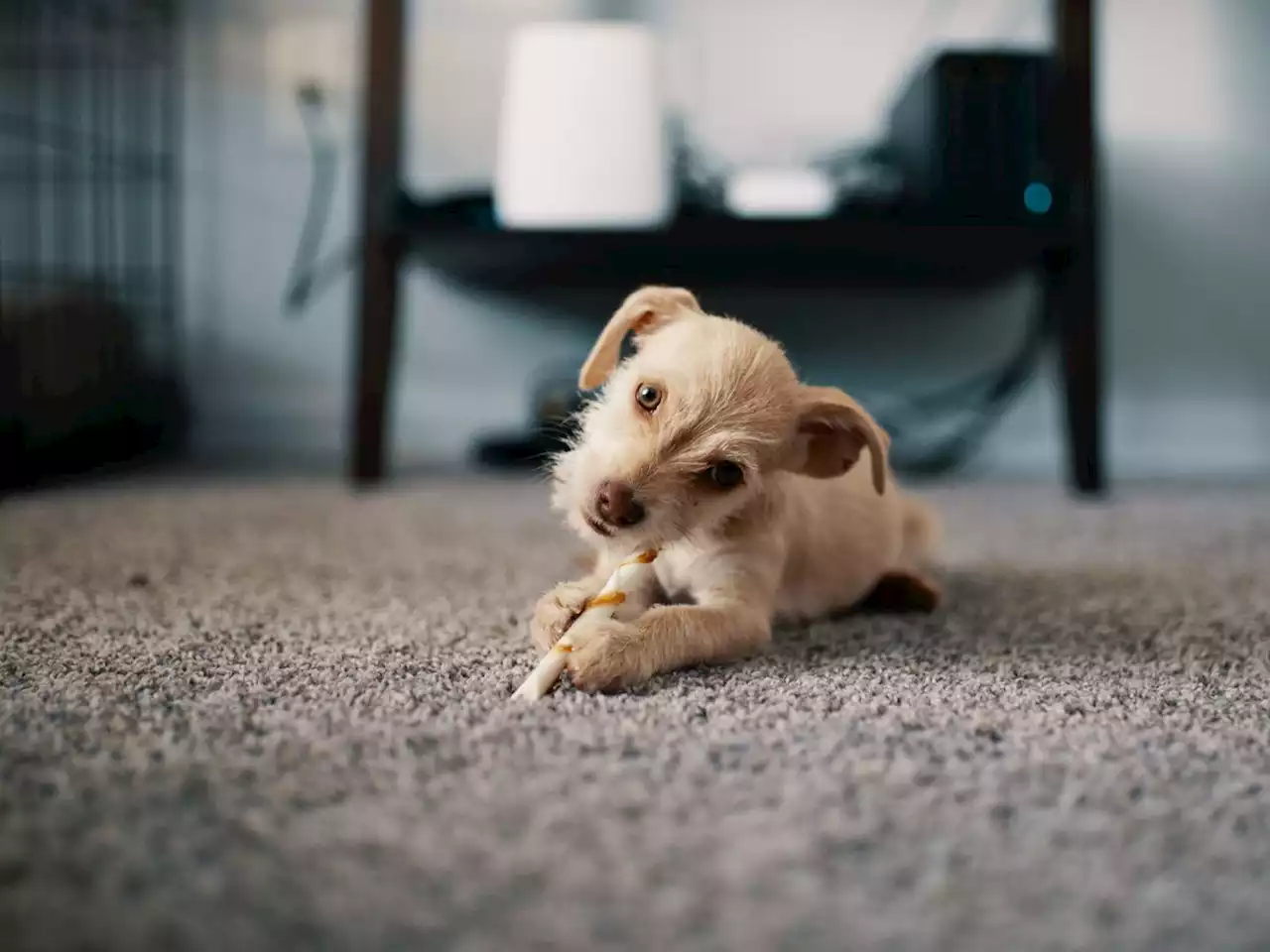 Why the three-second rule is actually bad for you as floors harbour more bacteria than toilets