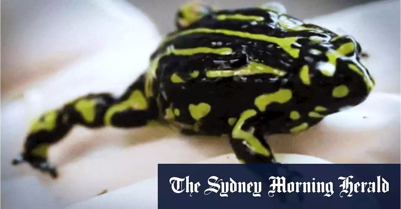 ‘Tragic legacy of extinction’: Australia gets an ‘F’ in biodiversity