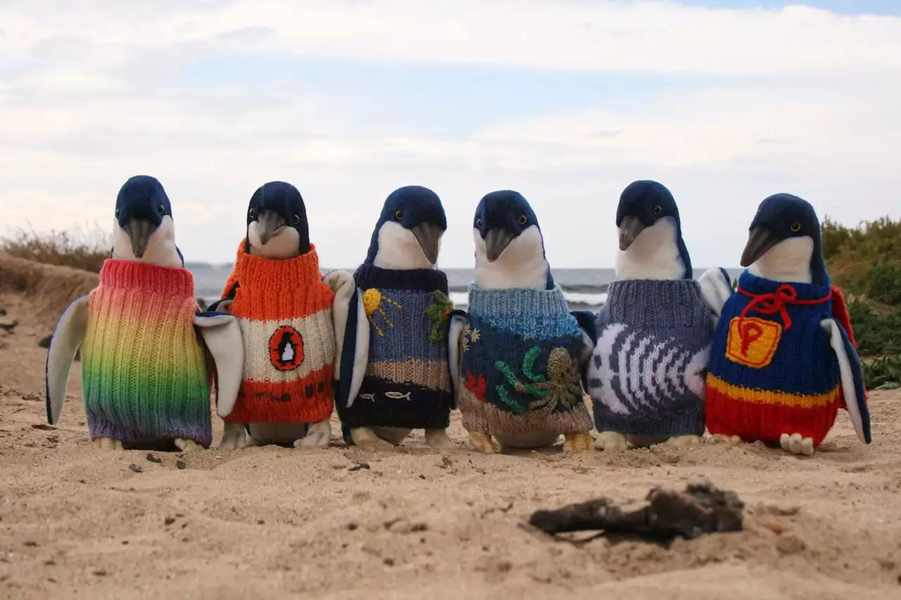 Does Australia’s Oldest Man Knit Sweaters for Injured Penguins?