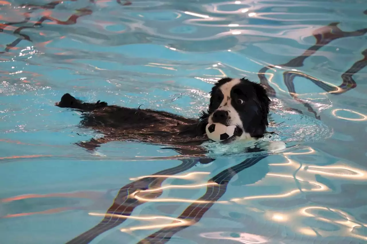 Pups do the doggy paddle at YMCA pool (13 photos)