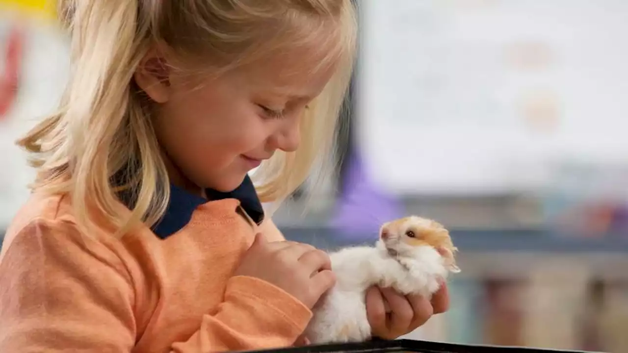 Kindergarten Class Burning Through 6 Hamsters A Year