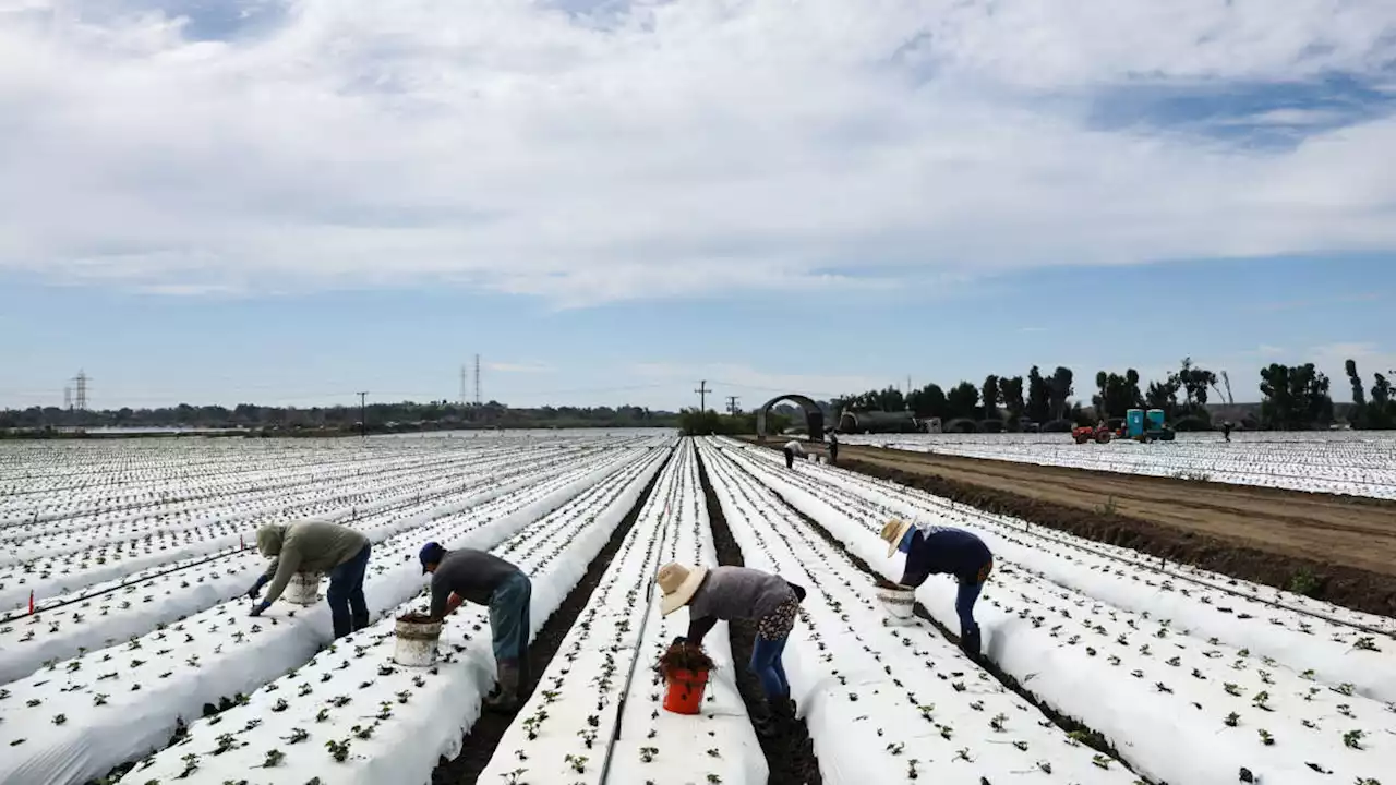 Biden Endorses California Bill That Would Make Unionizing Easier for Farmworkers