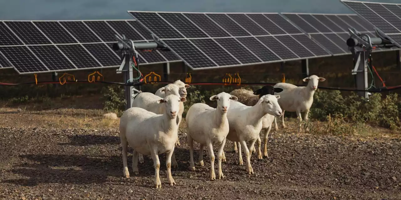 Sheep Are the Solar Industry’s Lawn Mowers of Choice