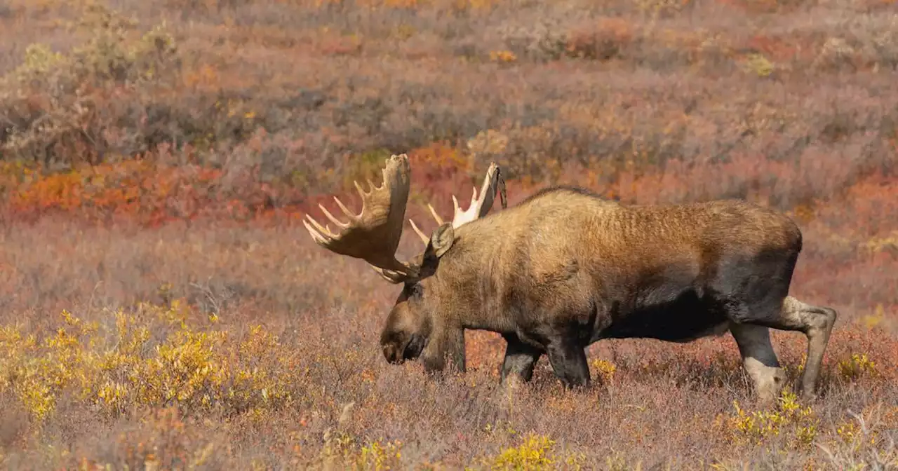 More shrubs means way more moose in western Alaska