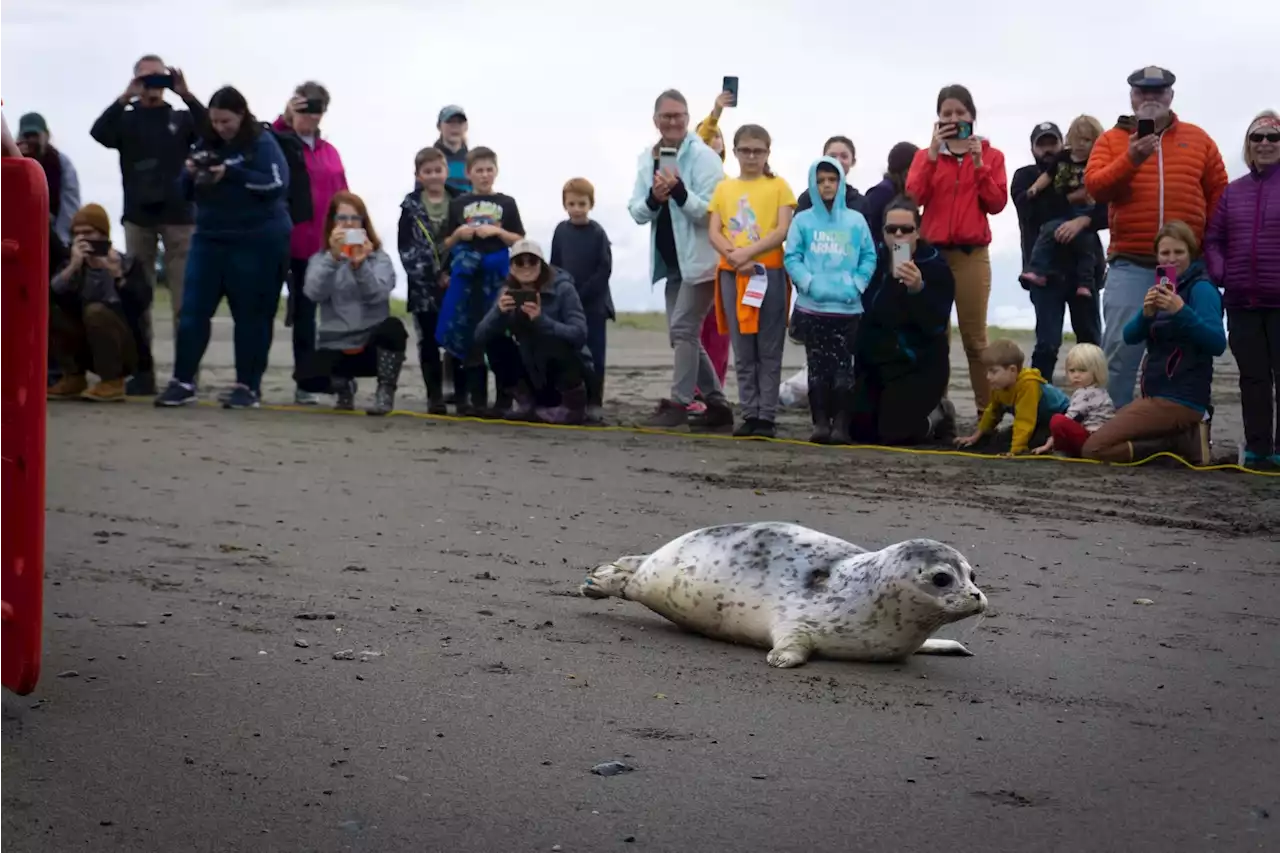 Cobalt and Admiral – two harbor seal pups rescued in Kasilof – return to Cook Inlet - Alaska Public Media