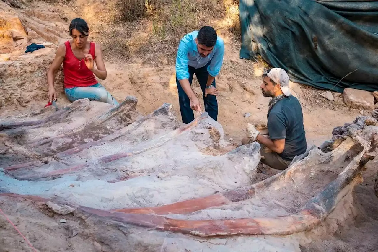 Paleontologists in Portugal Are Excavating a Dinosaur Skeleton the Size of a Four-Story House—One of the Biggest Ever Found in Europe | Artnet News