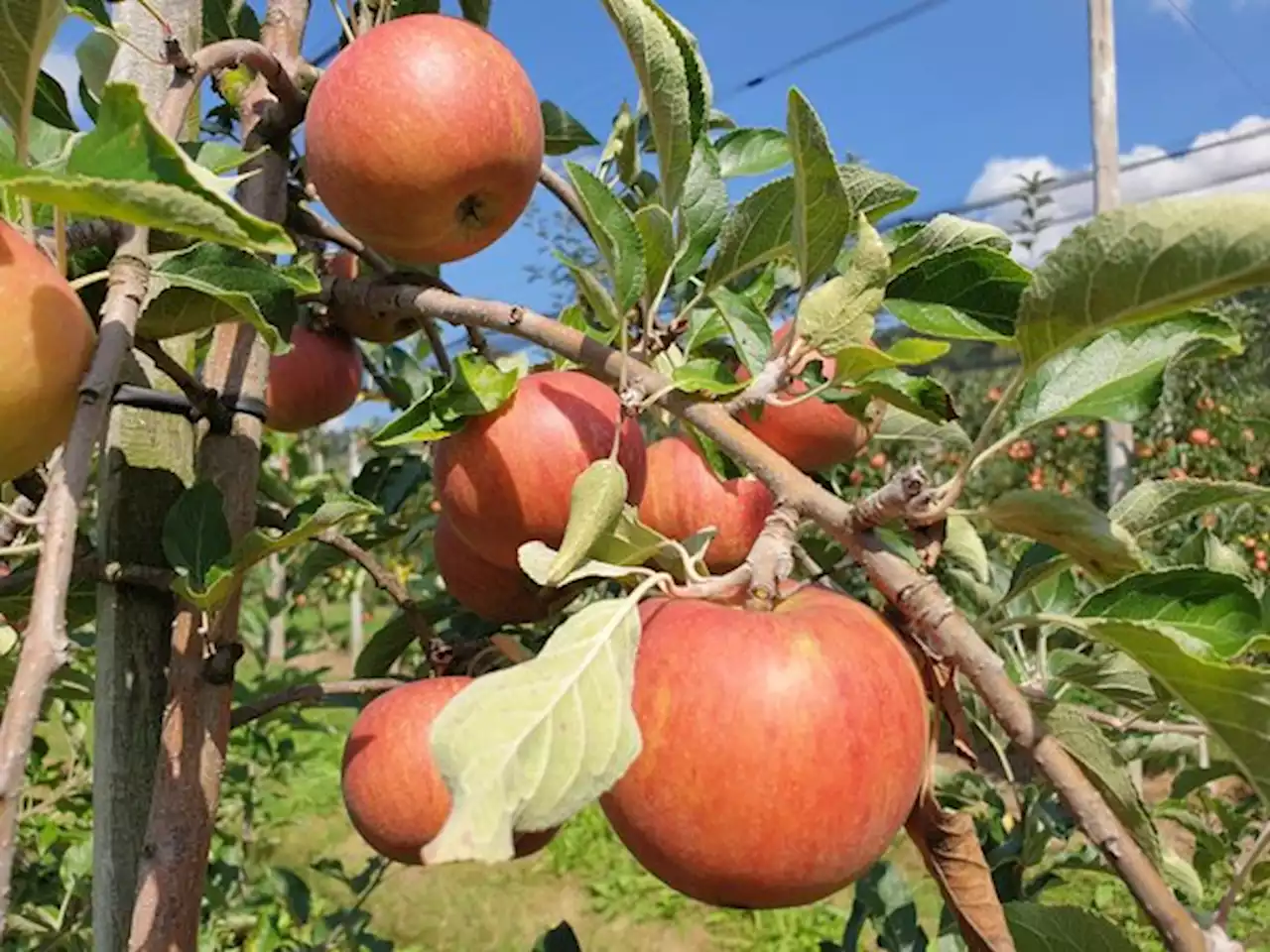 Obst-Profis prüfen vor der Ernte die inneren Werte ihrer Früchte - bauernzeitung.ch