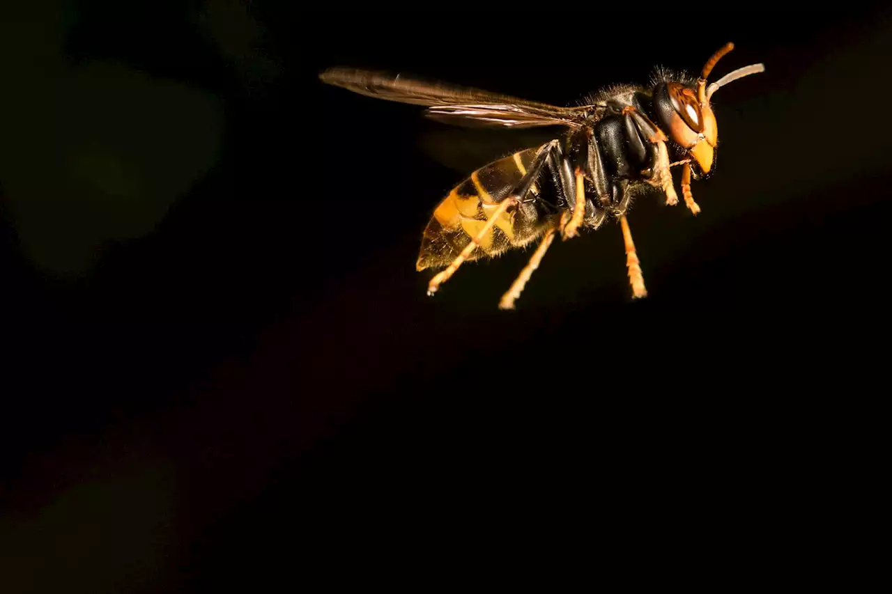 Sie attackieren ganze Bienenvölker – Die Asiatische Hornisse dringt in die Region vor