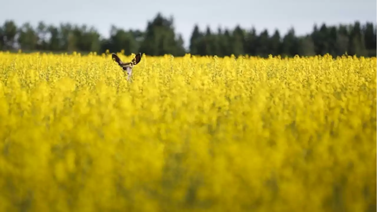 Government emissions targets for fertilizer use unrealistic, industry report argues - BNN Bloomberg