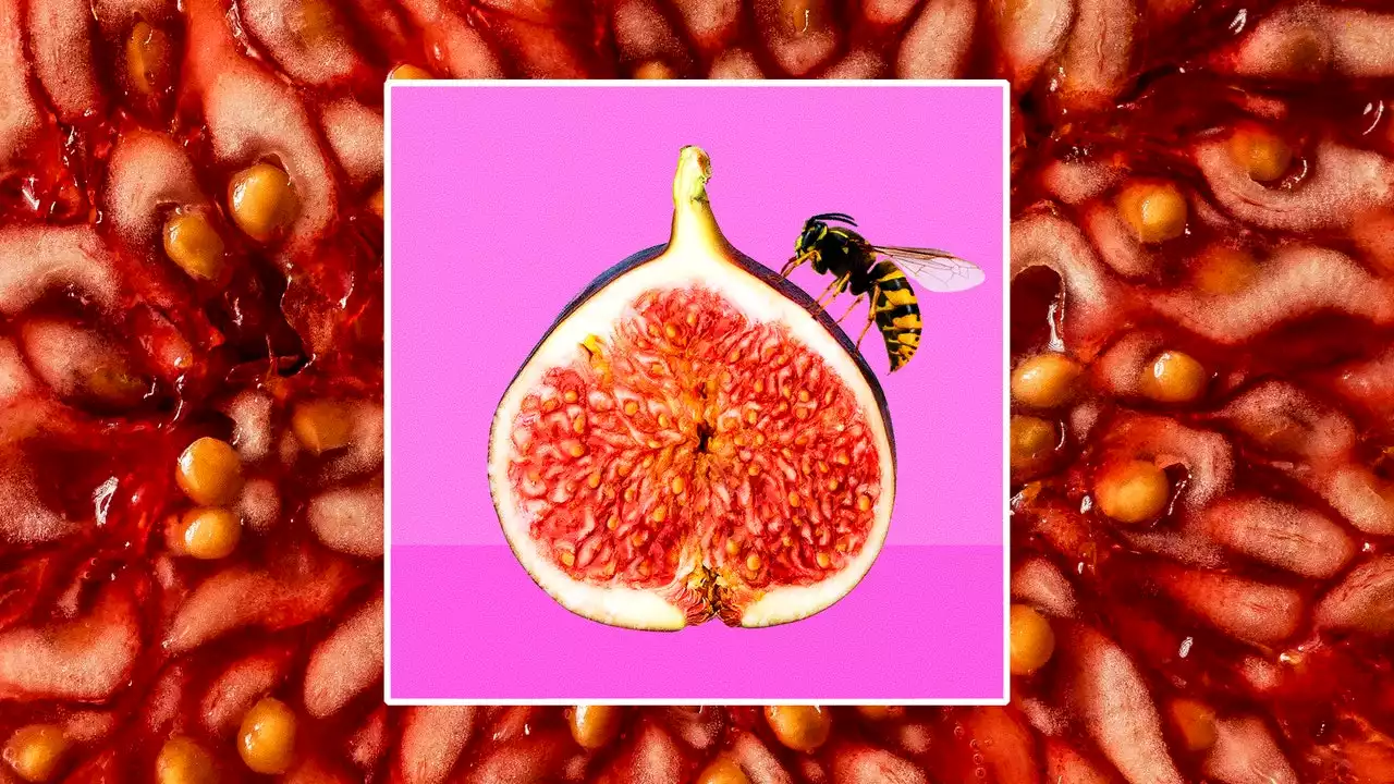 Are There Dead Wasps in Figs? Are There?