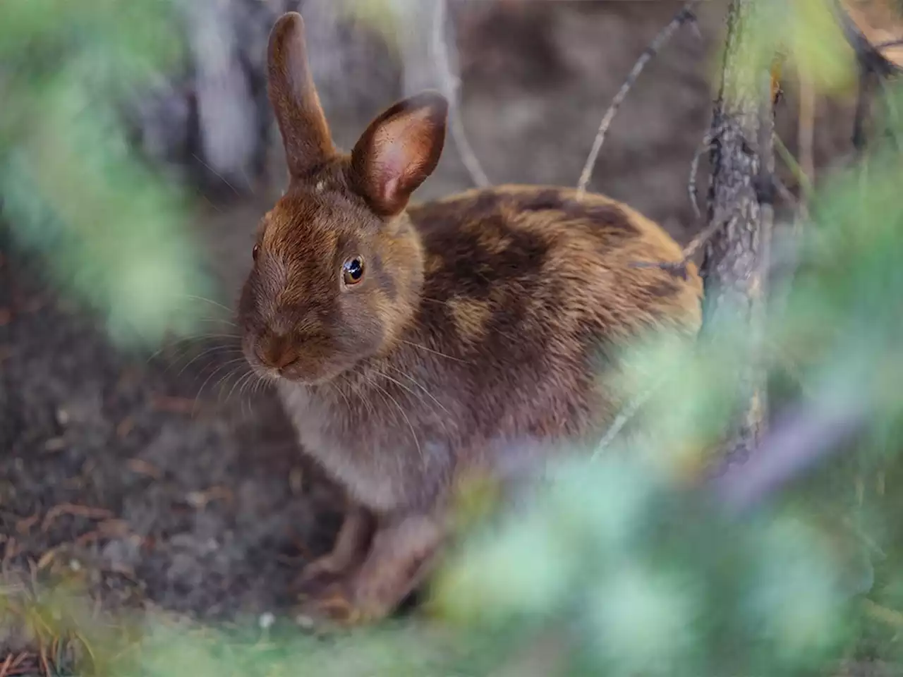 Lethal rabbit disease suspected to be killing feral bunnies in Calgary