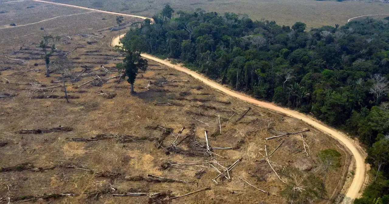 Arde el corazón de la selva amazónica, la nueva “frontera de la deforestación” en el Parque Nacional Mapinguari Porto Velho