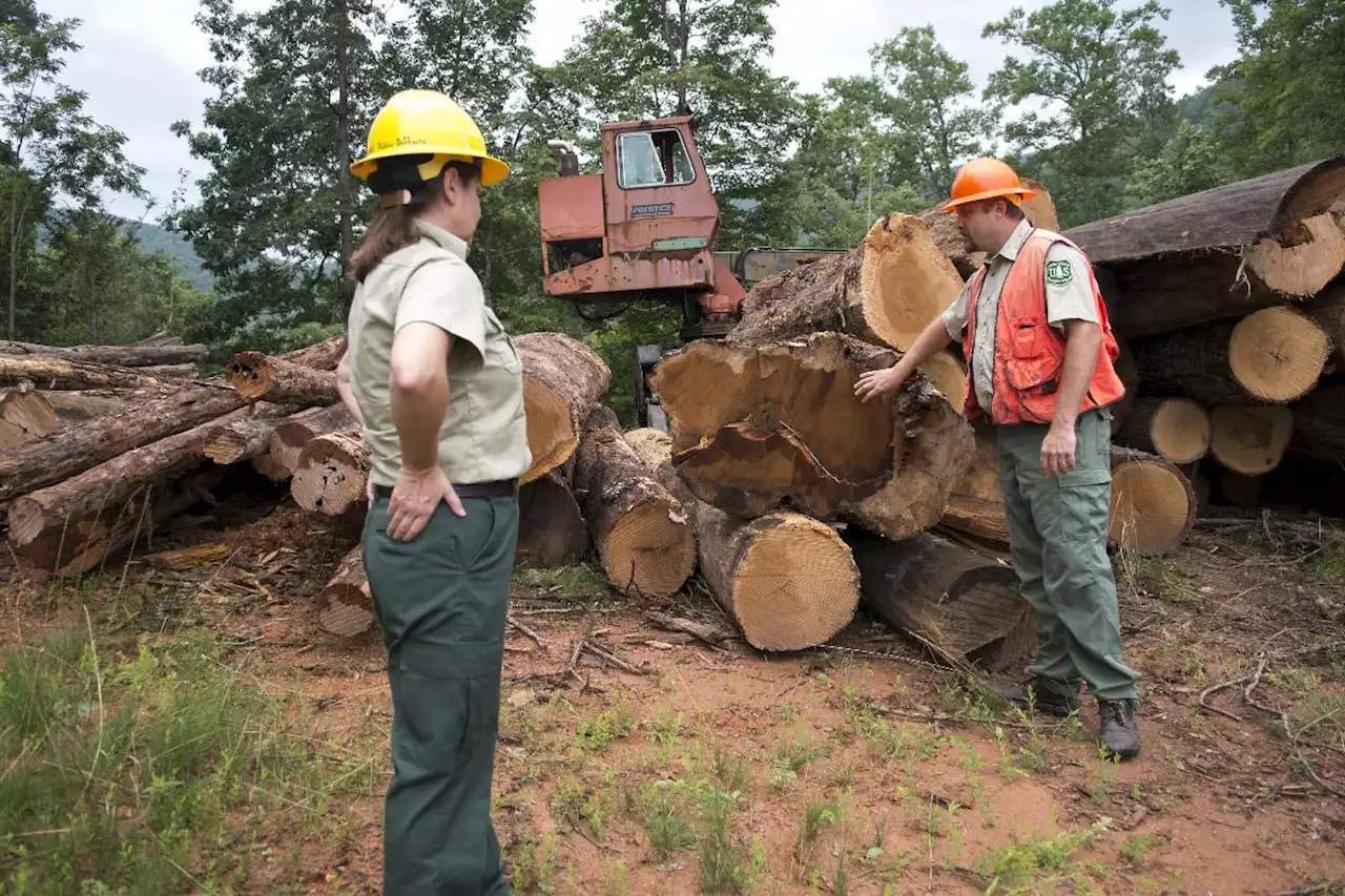 Wooden Buildings Could Eliminate 106 Billion Tons Of Carbon Emissions