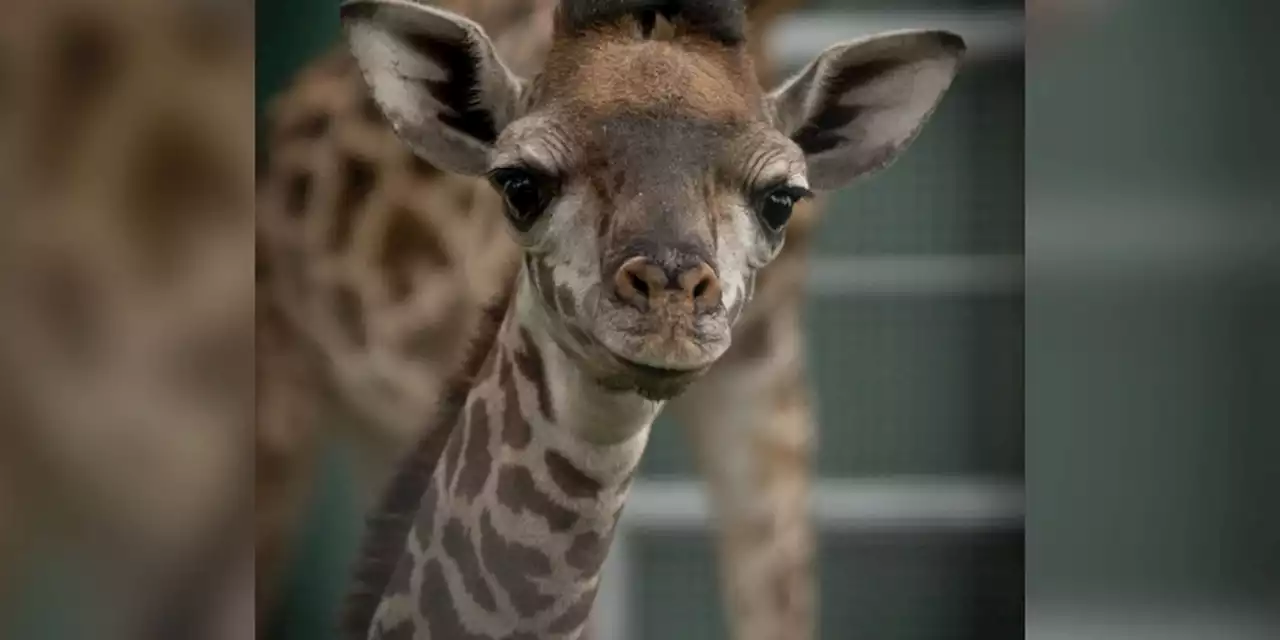 Ohio zoo officials announce birth of baby giraffe