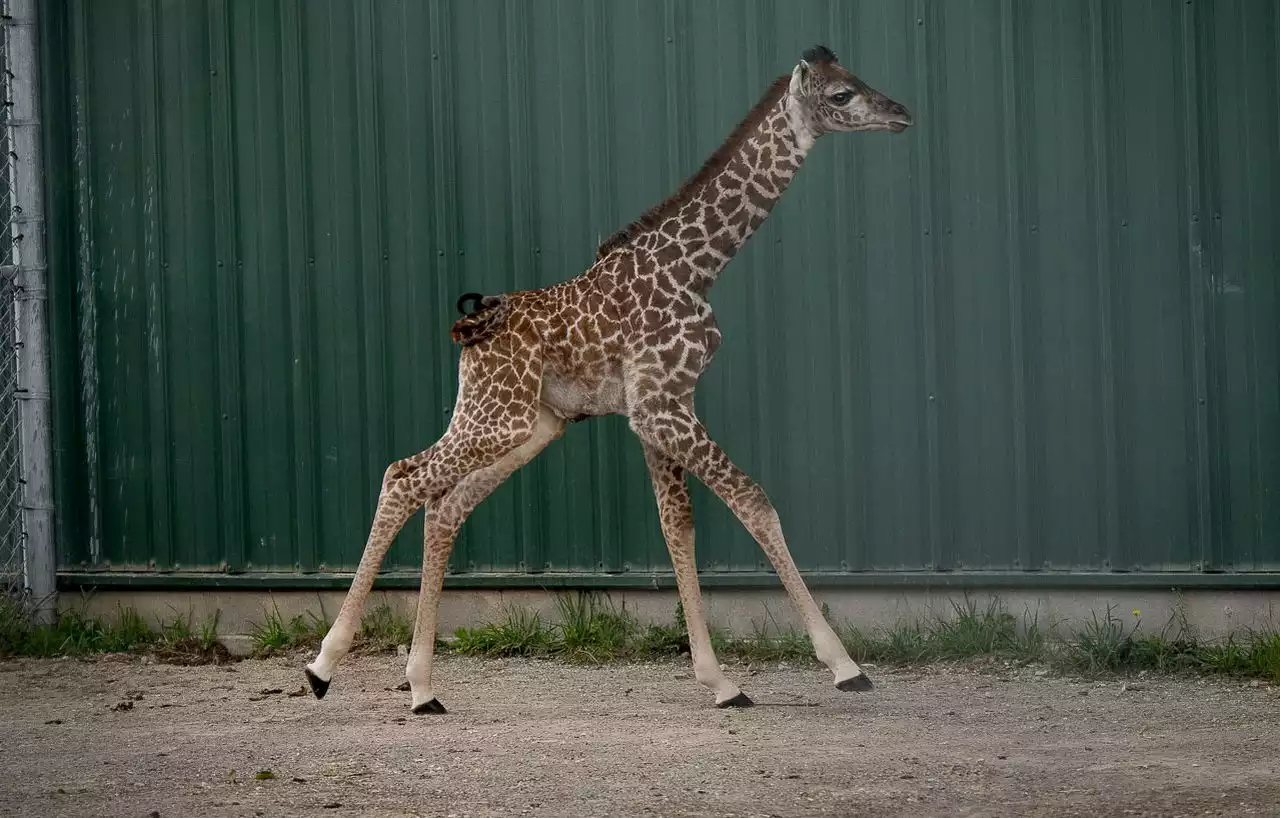 Endangered giraffe born at Columbus Zoo