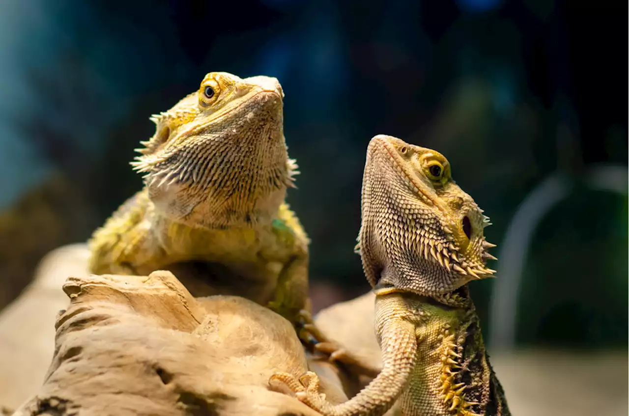 Evolutionary Insight: Inside the Brains of Reptiles and Amphibians