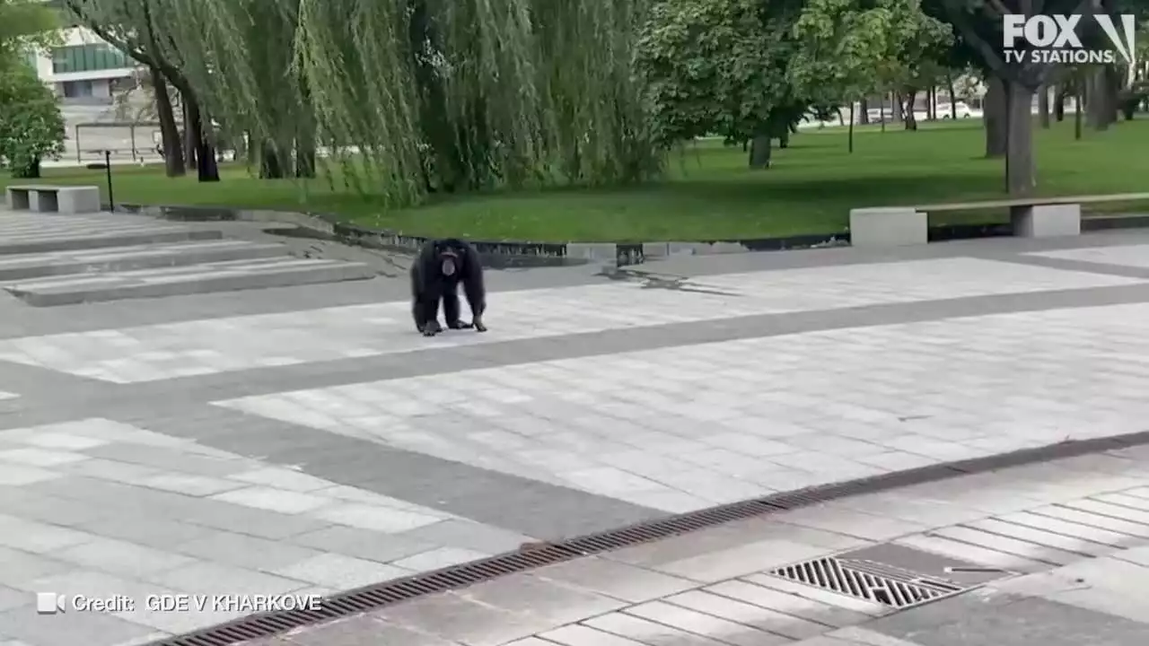 Video: Chimp escapes Ukraine zoo, wanders around city