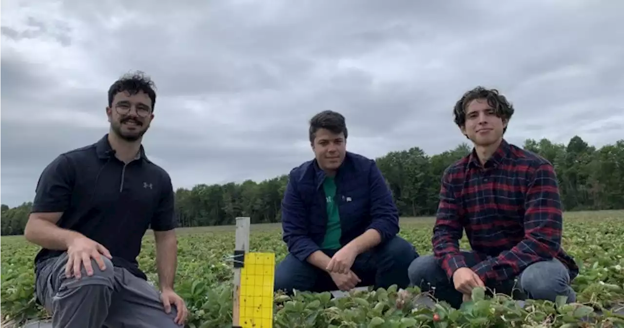 Quebec and Latin American scientists working to save strawberry fields from deadly bug - Montreal | Globalnews.ca